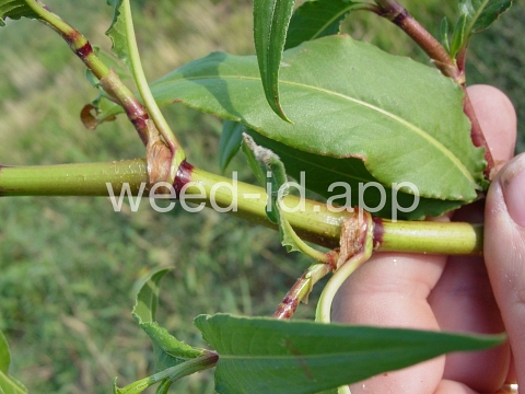 smartweed, water